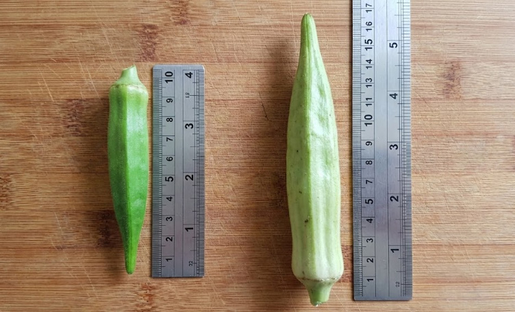 柔らかくて美味しいオクラの収穫サイズ目安・7cmと育ちすぎた実の比較